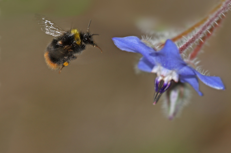 femmina di Bombus cfr pratorum